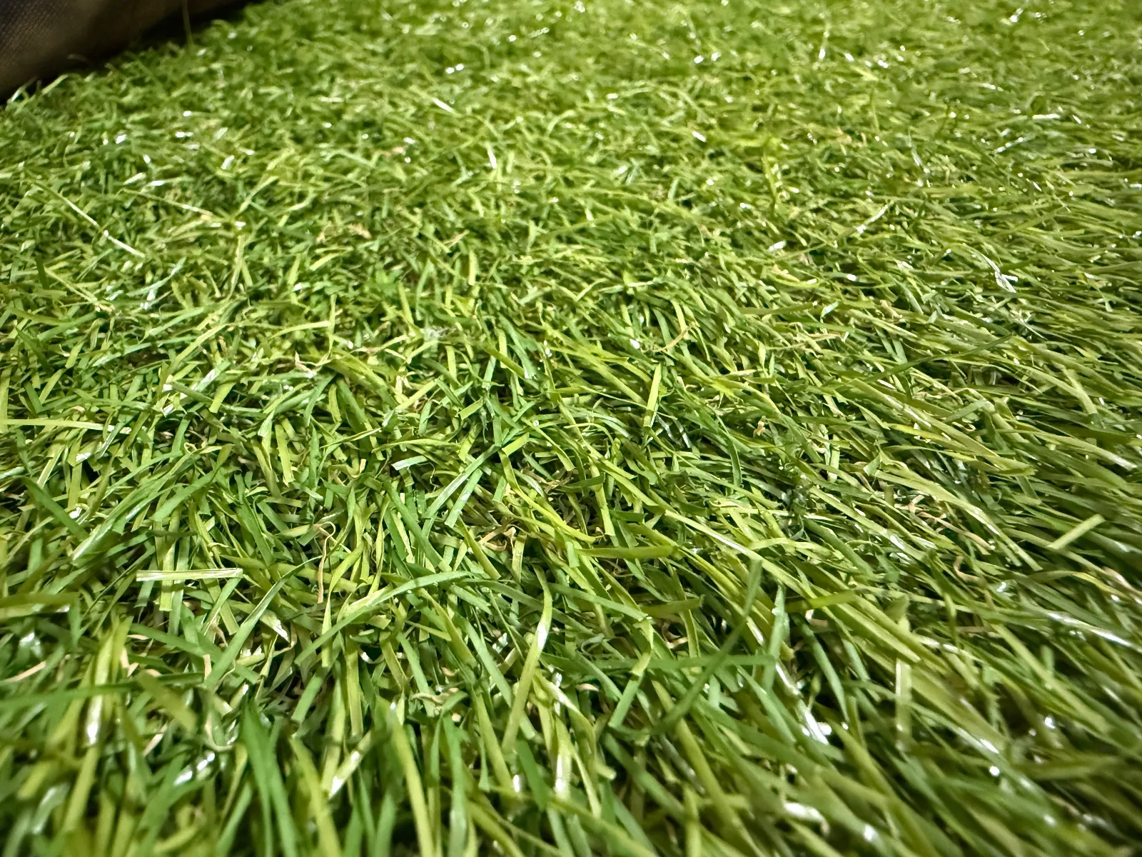 芝生のアップ